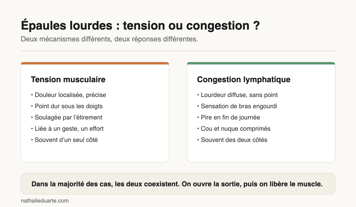 Épaules lourdes : différencier tension musculaire et congestion lymphatique