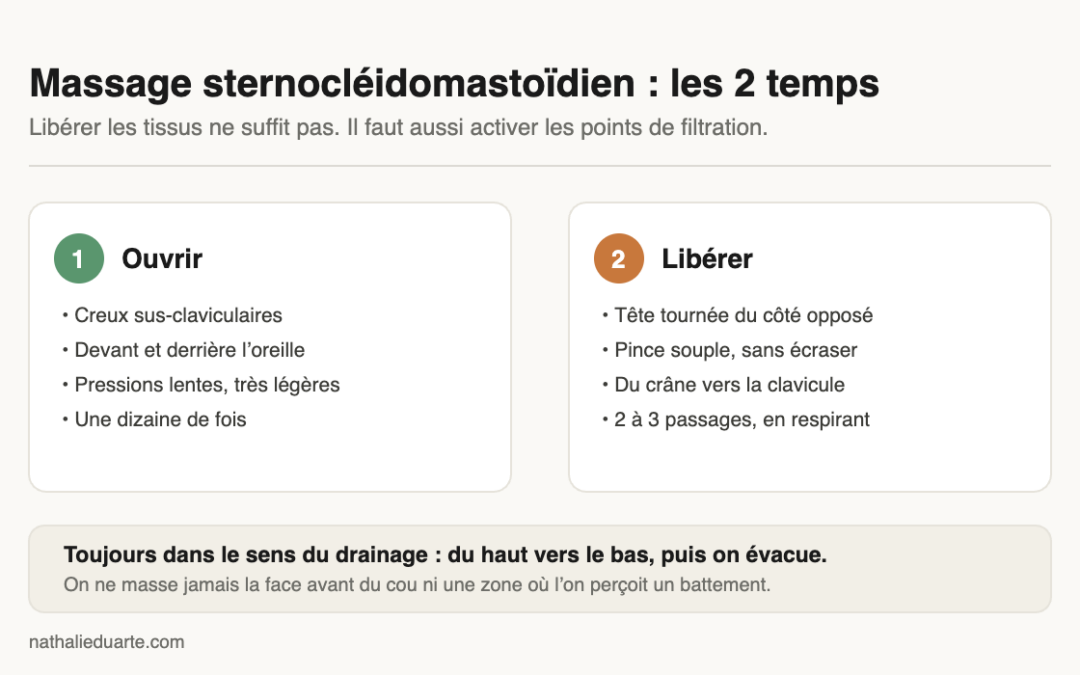 Massage sternocléidomastoïdien : le muscle qui gonfle votre visage