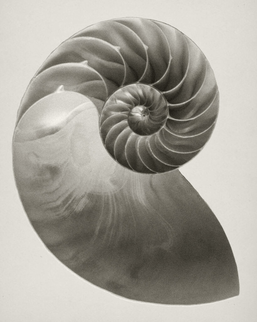 Âge biologique : coquille de nautile en spirale, symbole de l'horloge biologique