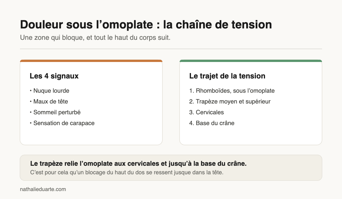 Douleur sous l’omoplate : les signaux et la chaîne de tension jusqu’au crâne